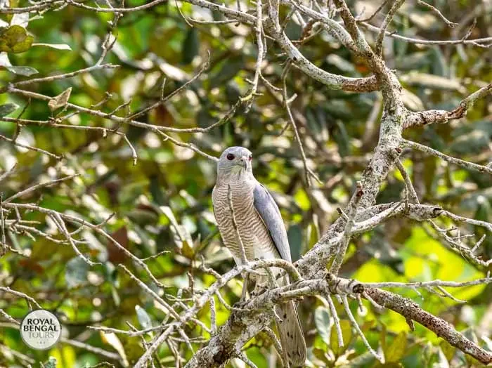 predatory Shikra: A resident bird of the Sundarbans