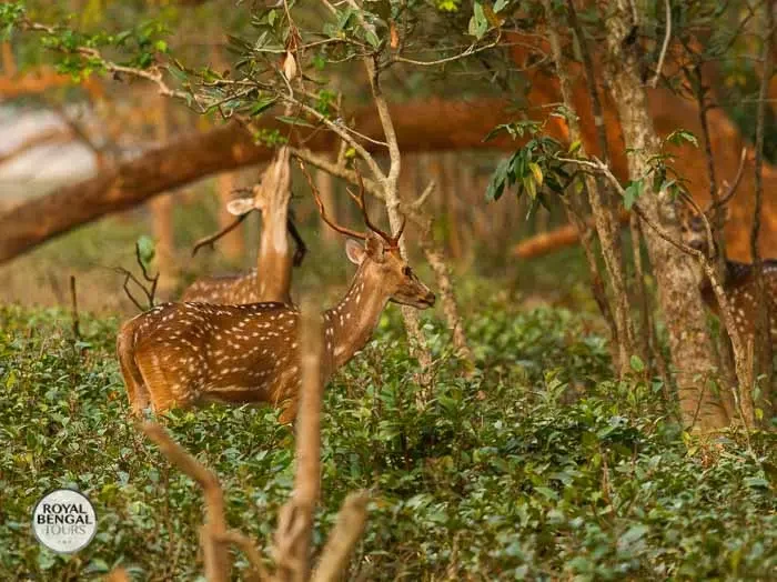 adaptable spotted deer: Reaching for leaves in the Sundarbans