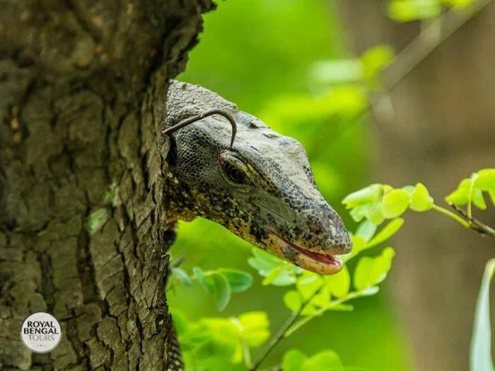 A close-up look at a water monitor lizard in the Sundarbans