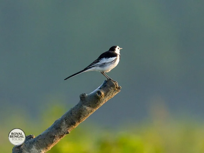 white wagtail bird perched on a branch in the lush sundarbans