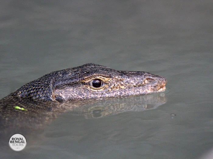 A Bengal monitor lizard partially submerged in sundarbans