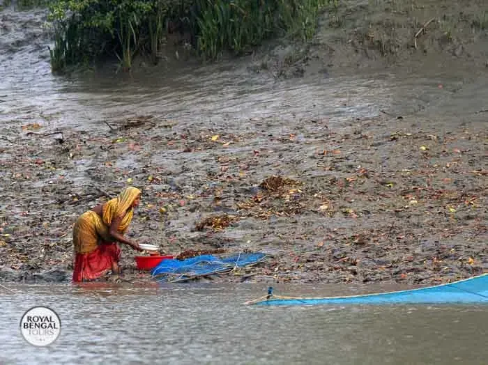 catching shrimp fries in sundarban forest for Fisheries