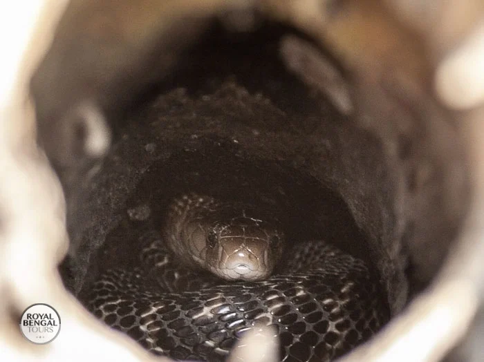 summer is the best time to explore wildlife of sundarban