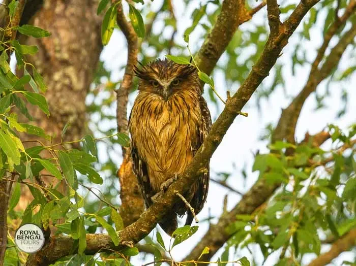 fish owl Ketupa in sundarban Forest, bangladesh