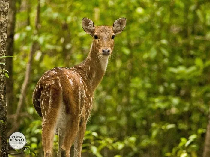 A spotted deer fawn nestled amongst Sundarbans UNESCO World Heritage Site