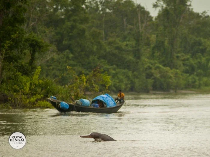 A Ganges River dolphin (shushuk) leaping out of the water in Sundarbans