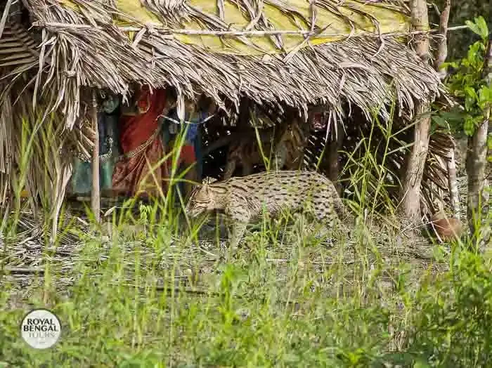 Fishing cat camouflaged amidst the sundarbans mangrove forest