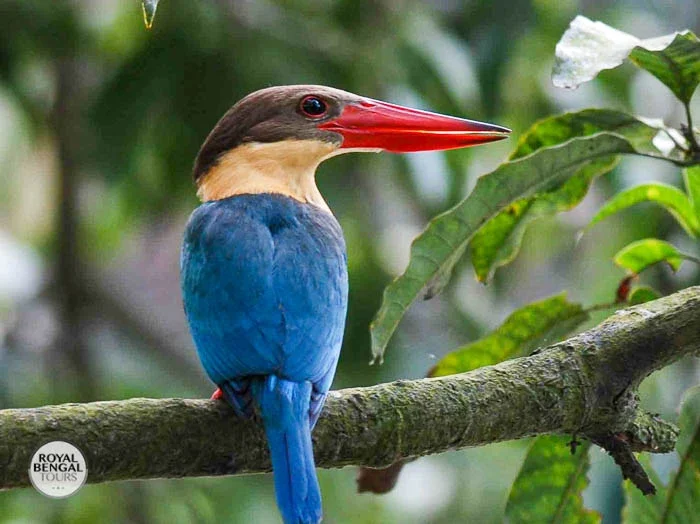 spotting Stork-billed Kingfisher in the Sundarbans