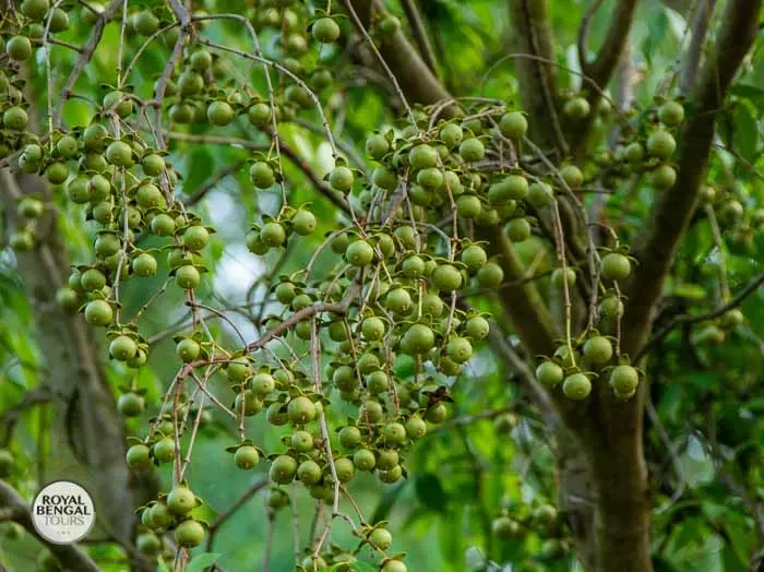 Sustainable resources of the Sundarbans: The Keora fruit (mangrove apple)