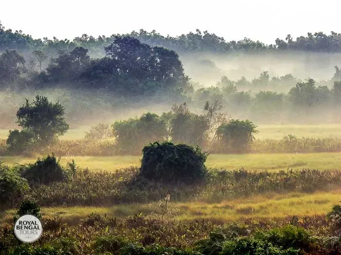 wonderful landscape of sundarban forest in a foggy morning