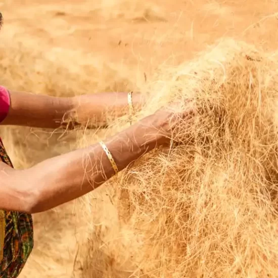 Coconut fibers are environment friendly multi purpose materials