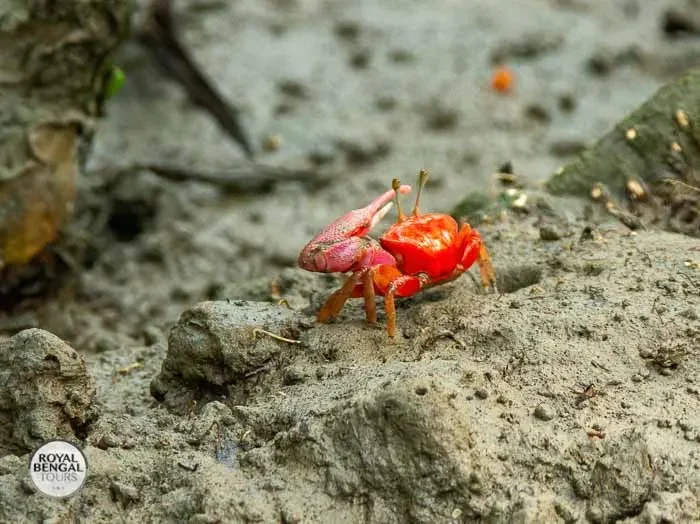 A red crab scuttling across the sundarbans ecosystem