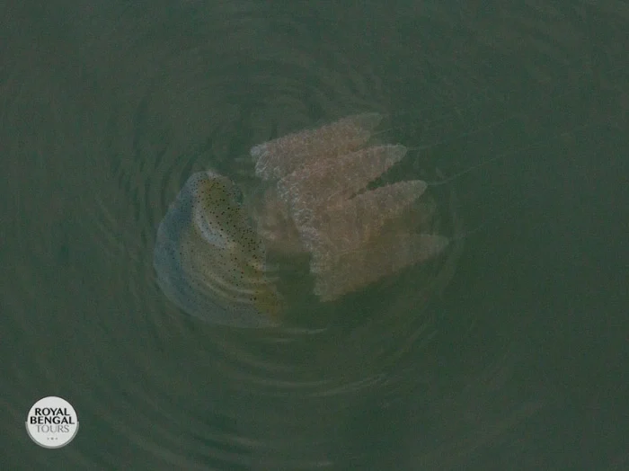 Sundarbans mangrove forest is havenly for marine biodiversity