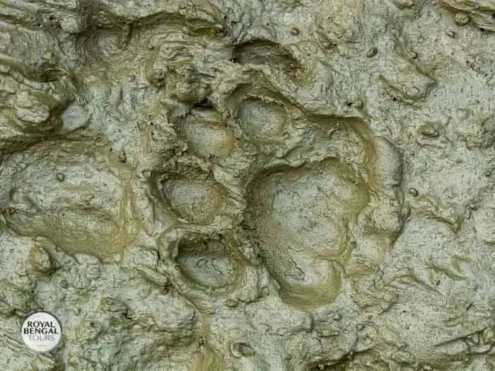 Pugmark in sundarban forest, Bangladesh