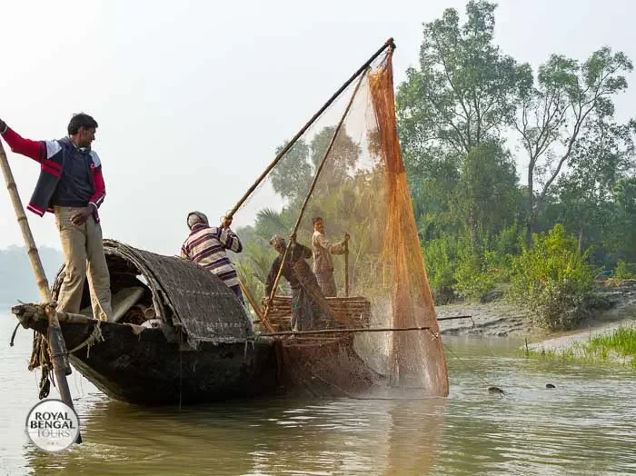 Bangladesh's otter fishing tradition faces extinction