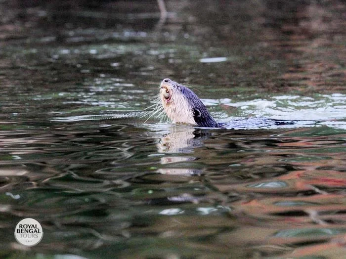 How do they train offers for fishing in Bangladesh