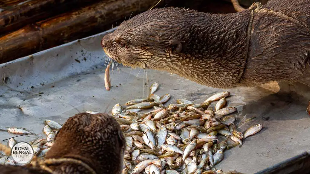 Man and Otter Working Together Sustainable Fishing in Bangladesh
