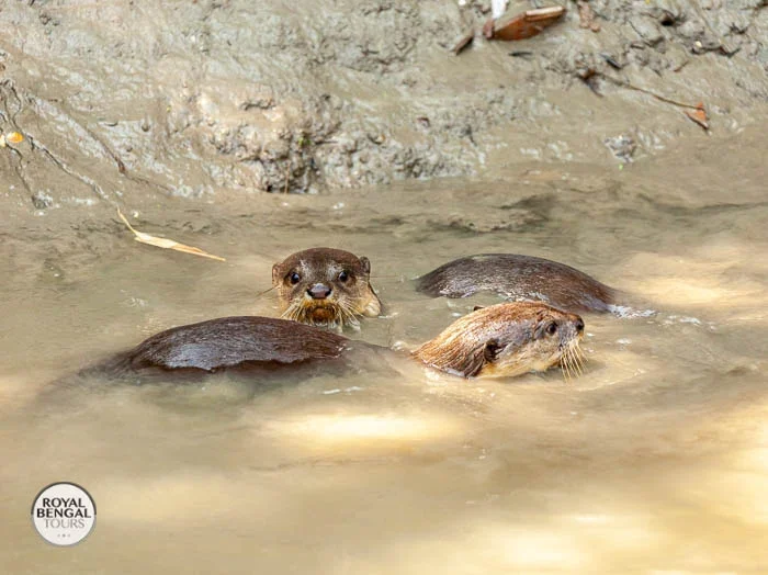 Otter Fishing trip in Bangladesh
