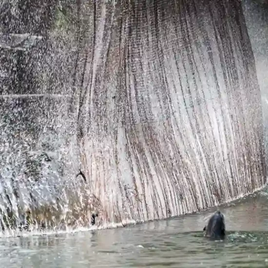 Otter fishing has been a tradition for long time