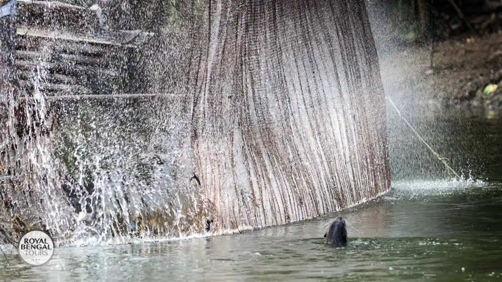 Traditional Otter Fishing in Bangladesh