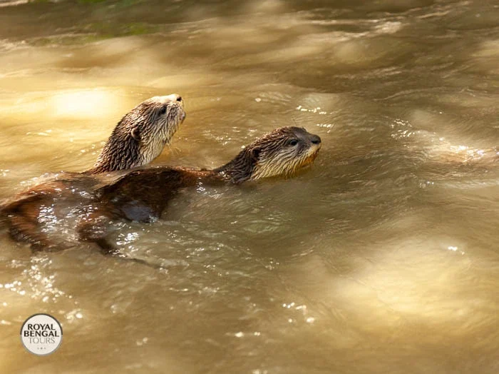 Wild otters swimming inside the sudarban forest