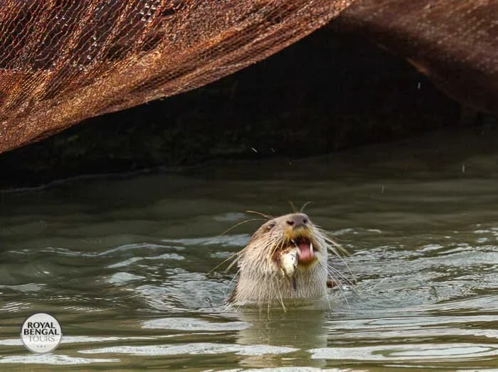 once a otter can catch a fish fisherman has no chance