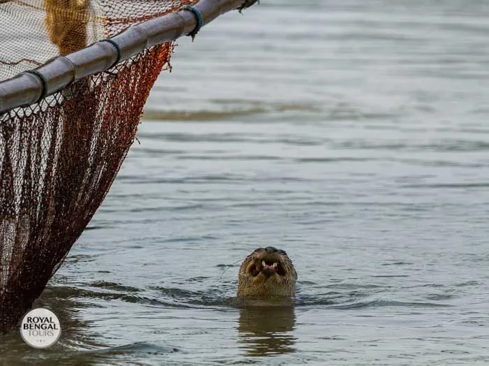 otter fishing in sundarbans