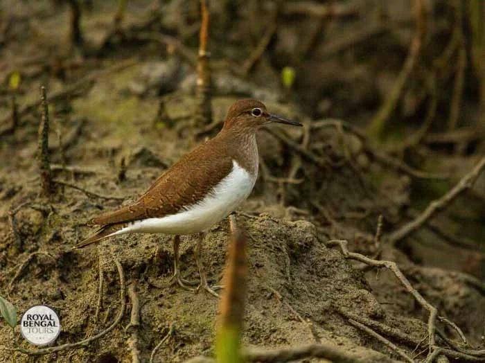 Common Sandpiper bird foraging in the Sundarbans, Bangladesh