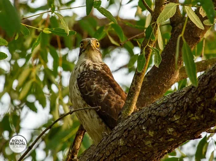 Crested Serpent Eagle perched on a tree branch in a lush green forest