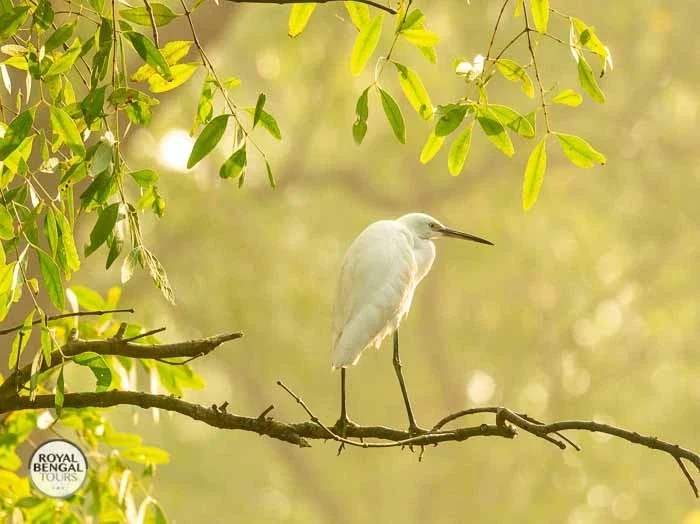 A Little Egret bird perching on a tree branch in a lush green environment