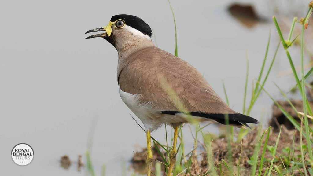 A Yellow wattled Lapwing on a Bangladesh Birding Tour