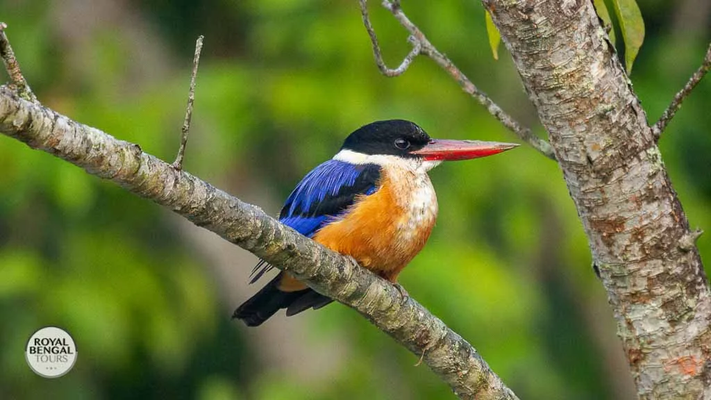 A glimpse of the Black Capped Kingfisher on a Bangladesh Birdwatching Tour