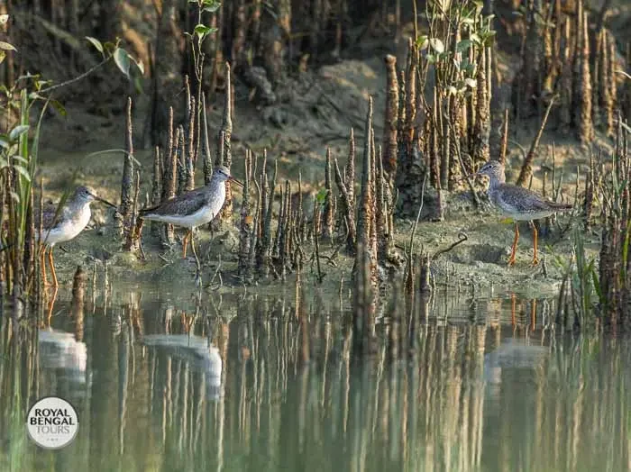 Green Sandpipers in the Sundarbans, wading in shallow water among mangrove roots