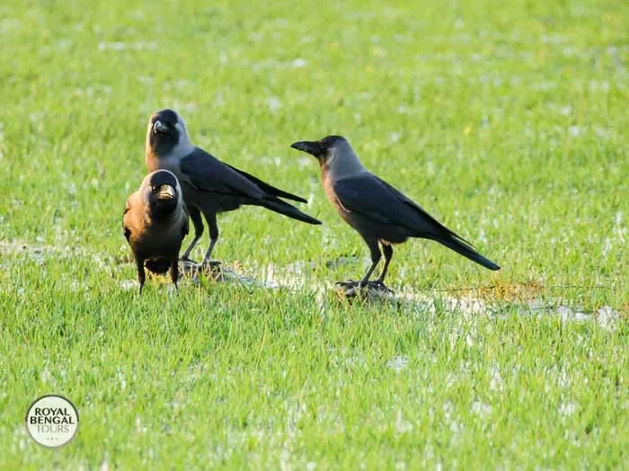 House Crows foraging in a grassy field