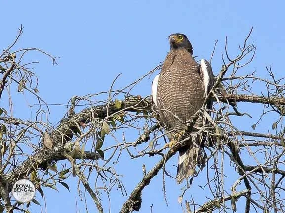 Crested Serpent Eagle perched on a tree branch, with a clear blue sky in the background.
