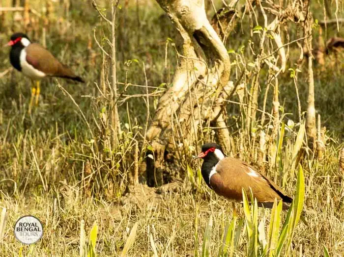 Red-wattled Lapwings in a wetland habitat, Bangladesh