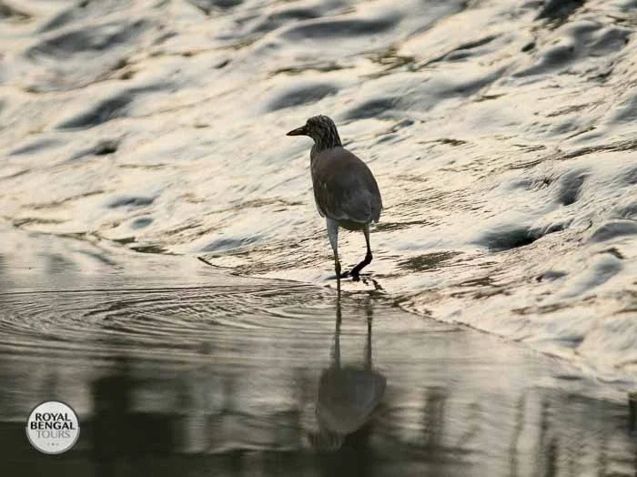 A Grey Heron wading in a shallow river, with its reflection visible in the water