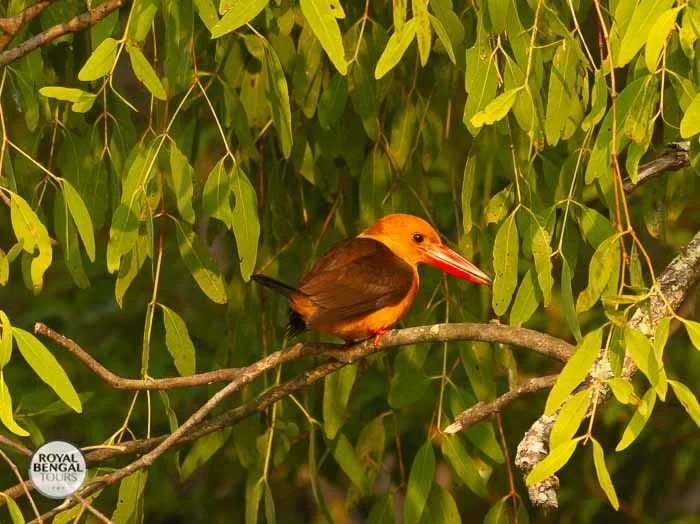 Brown-winged kingfisher bird perched on a tree branch in a lush forest