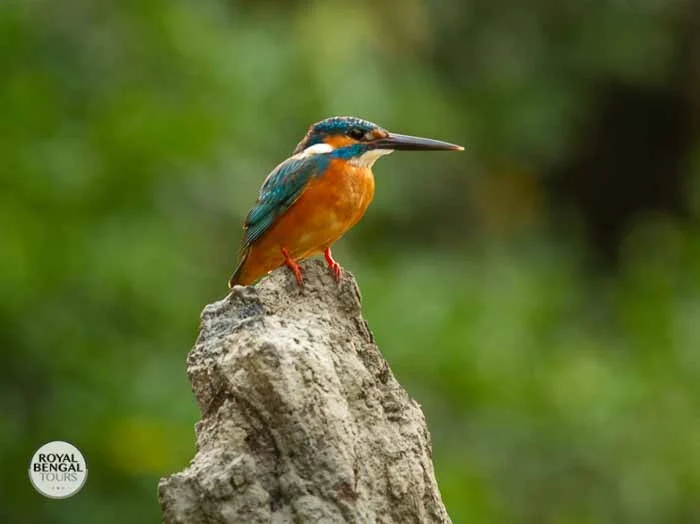 Common Kingfisher bird perched on a rock, showcasing its vibrant colors