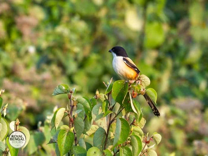Long-tailed Shrike bird perched on a branch, showcasing its black and white plumage and orange underparts