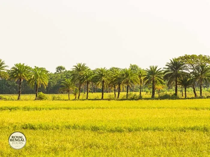 Beautiful rice fields in Bangladesh