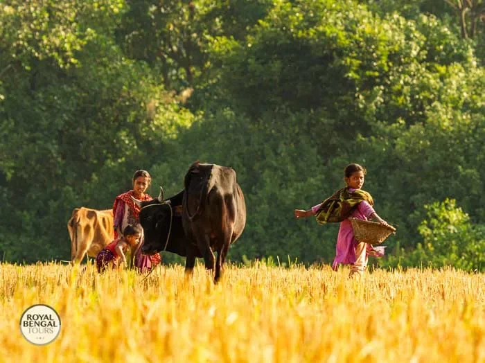 Local girls are feeding their cattle in Nijhoom dwip