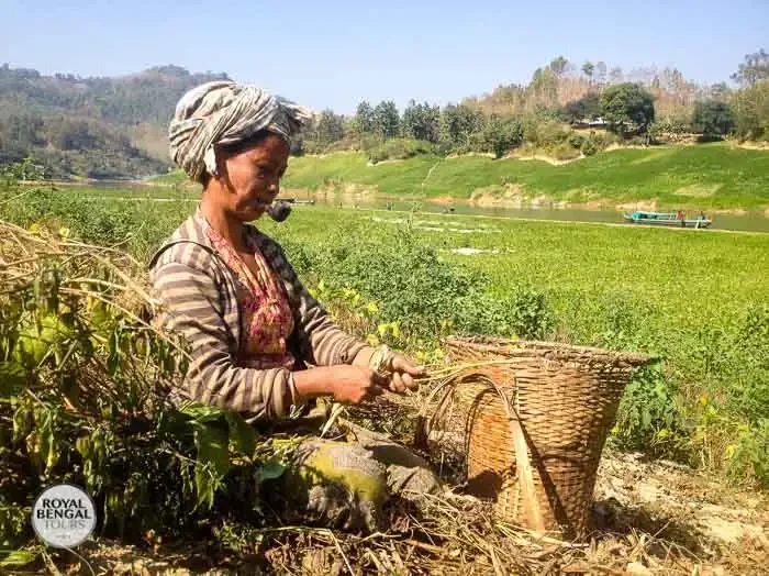 Marma tribal lady harvesting turmeric in Bandarban hill tracts