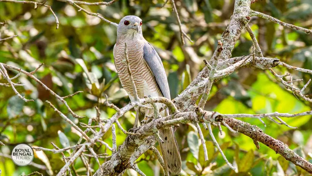 Shikra The Leopard of the Skies Spotted in Bangladesh