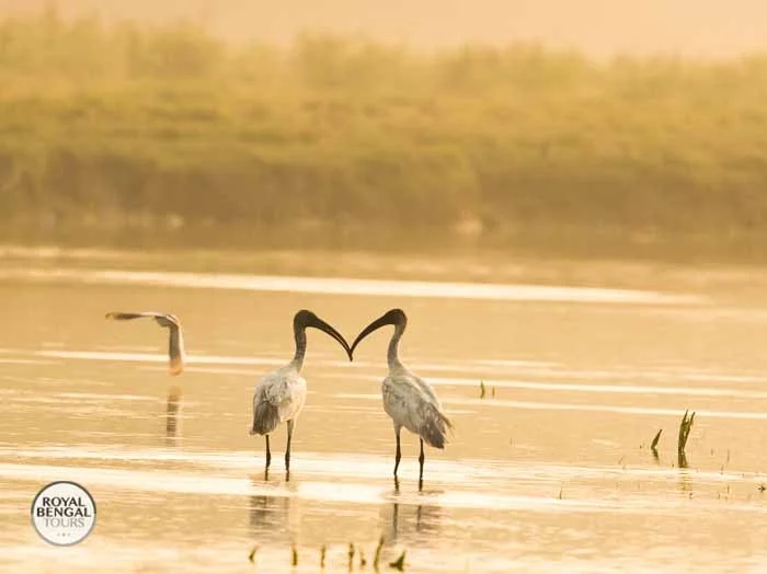 Black Headed Ibis stork birdwatching in Bangladesh wetlands