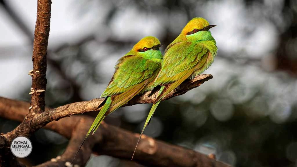 Vibrant Encounters Asian Green Bee eaters on a Bangladesh Birding Tour