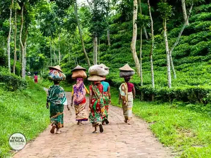 female tea workers of sreemangal returning home after a daylong tea leaf plucking