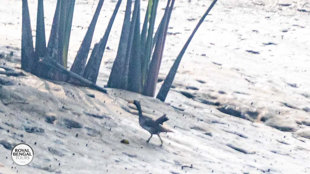 masked finfoot sundarbans mangrove creek bangladesh