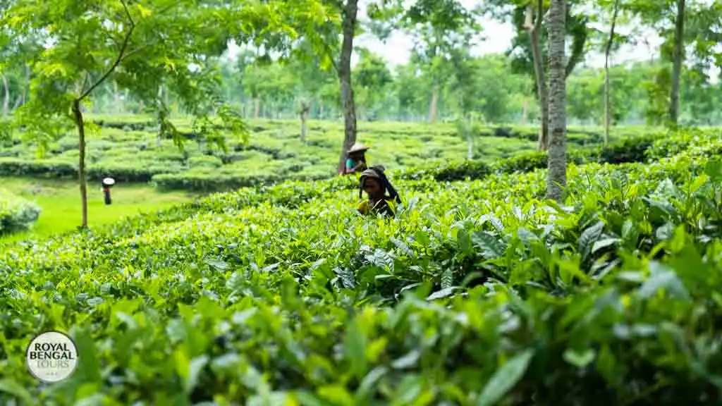 Explore Bangladeshs Tea Culture on a trip to bangladesh