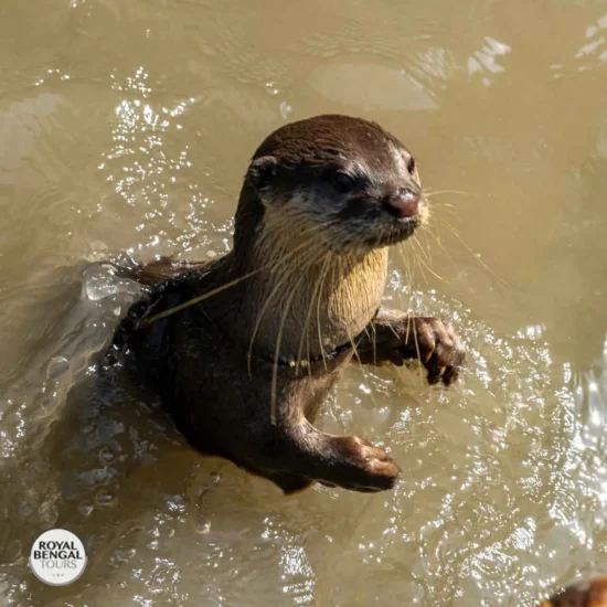 Curious otter surfacing during traditional fishing on the Chitra River